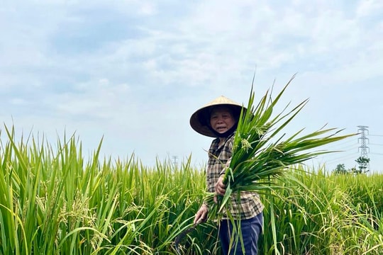 Hệ luỵ từ việc tự ý sử dụng giống lúa ngoài cơ cấu