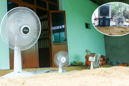 Trời mưa liên tục, người dân vùng cao Nghệ An khốn đốn vì lúa nảy mầm