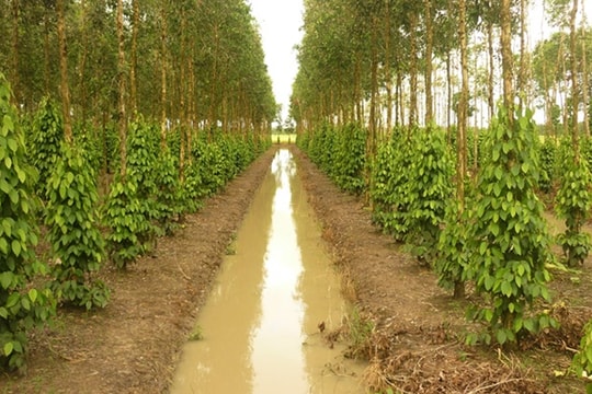 Giá tiêu hôm nay 29/5/2025: Xuất khẩu giảm mạnh