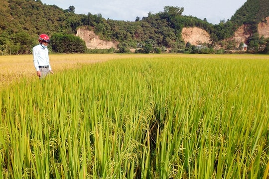 Thị trường lúa gạo ngày 29/5: Cám giảm mạnh, gạo tăng nhẹ, xuất khẩu gạo Thái Lan giảm mạnh so với năm trước