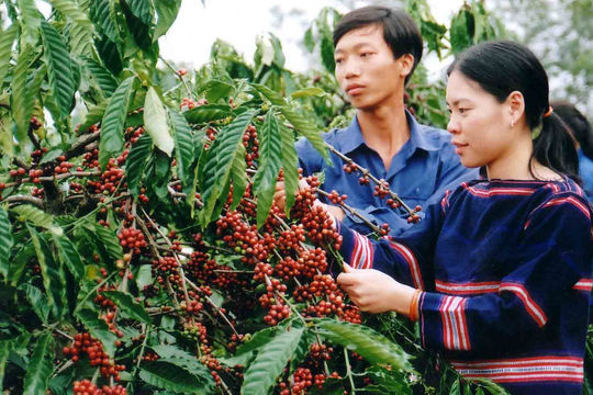 Giá cà phê hôm nay 30/5/2025: Giảm mạnh liên tiếp