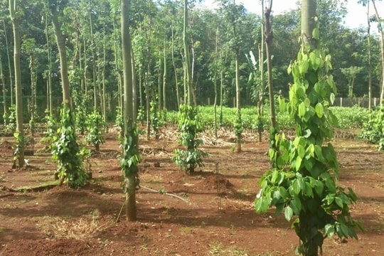 Giá tiêu hôm nay 30/5/2025: Trong nước giảm mạnh