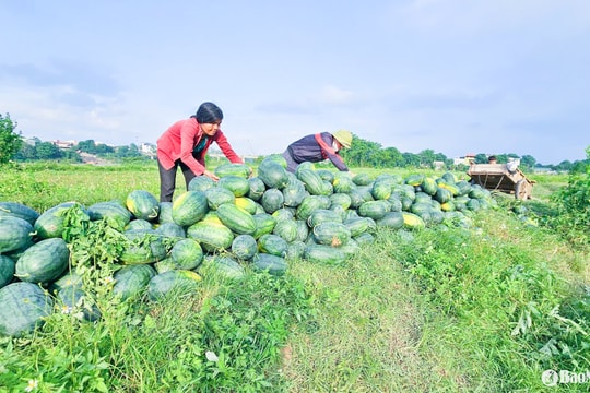 Rộ vụ thu hoạch dưa hấu, nông dân Nghệ An ngóng thương lái