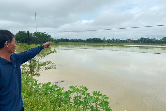 Một số diện tích lúa tại Nghệ An vừa gieo cấy đã ngập sâu