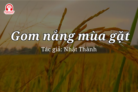 Tản văn hay: Gom nắng mùa gặt