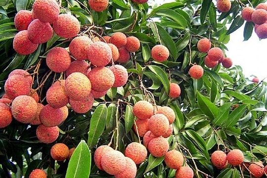 Quả vải ngon nhưng ăn thế nào để không bị nóng?