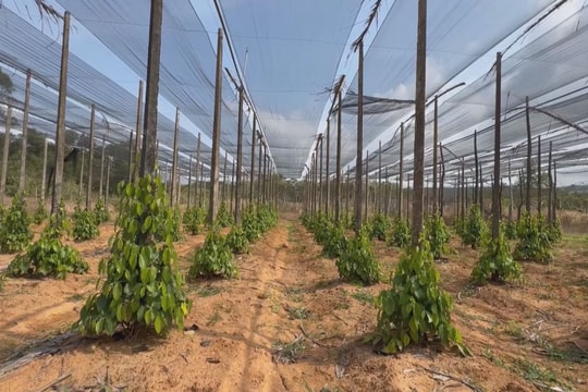 Giá tiêu hôm nay 1/6/2025: Liên tiếp giảm mạnh