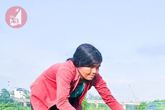 Nghệ An vào chính vụ thu hoạch dưa hấu, thương lái thu mua đìu hiu