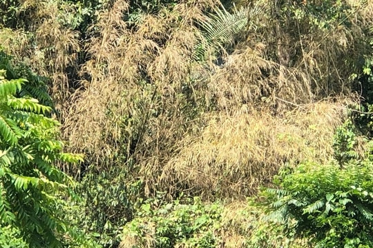 Nhiều rừng lùng ở Nghệ An chết khô, nguy cơ cháy rừng cao