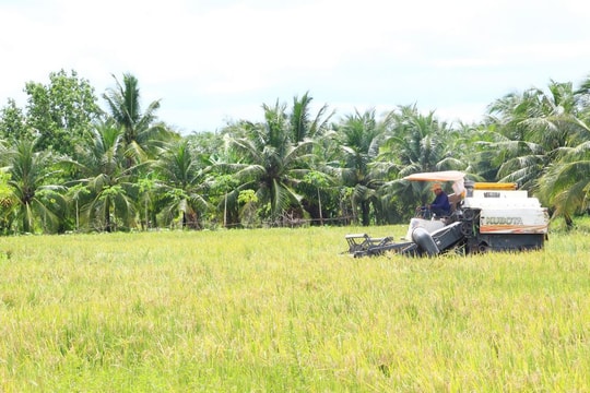 Giá lúa gạo 2/6: Thị trường duy trì ổn định