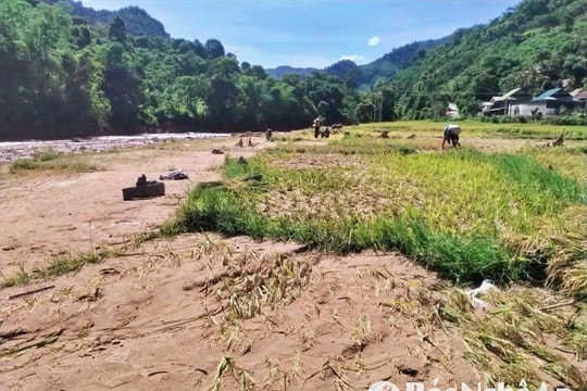 Người dân nhặt nhạnh lúa trong bùn đất sau lũ quét ở Nhôn Mai