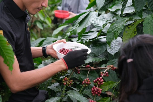 Giá cà phê hôm nay 3/6/2025: Giữ giá mức thấp