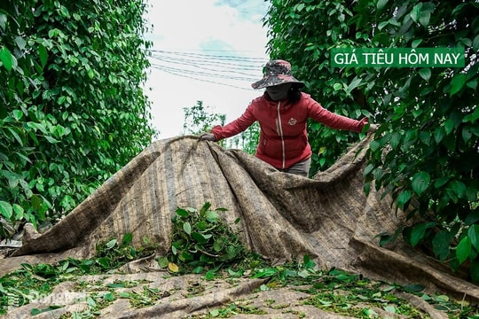 Giá tiêu hôm nay 3/6/2025: Tăng nhẹ trở lại