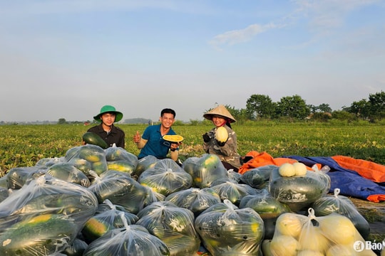 Bí quyết bán dưa hấu giá cao giữa mùa rớt giá của một nông dân Nghệ An