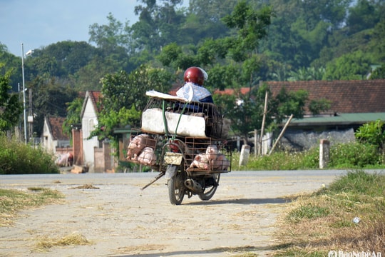 Bệnh dịch tả lợn châu Phi bùng phát nhiều nơi