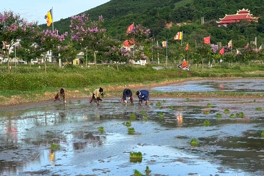Nông dân Nghệ An khẩn trương khắc phục lúa hè thu hư hỏng sau ngập úng