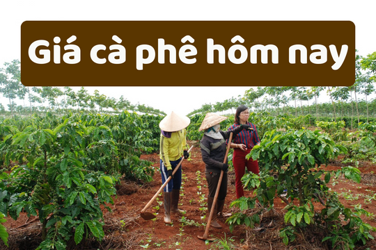 Giá cà phê hôm nay 4/6/2025: Trong nước đồng loạt giảm giá