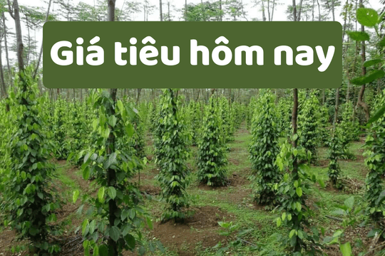 Giá tiêu hôm nay 4/6/2025: Giá tiêu Việt Nam xuất khẩu lại giảm sâu