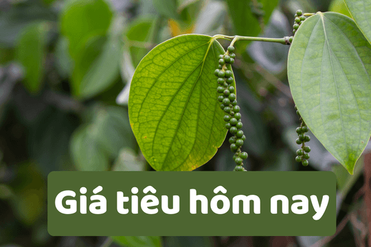 Giá tiêu hôm nay 6/6/2025: Giá tiêu giảm mạnh tới 2000 đồng