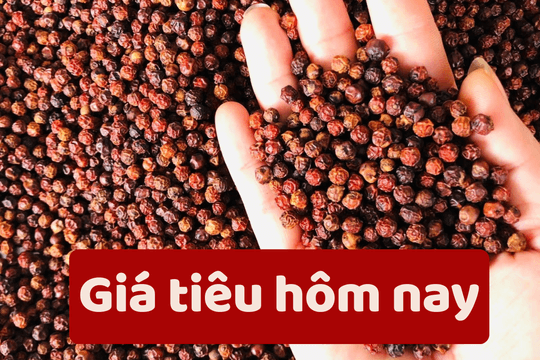 Giá tiêu hôm nay 7/6/2025: Tăng nhẹ rải rác