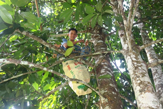 Nghệ An: Vất vả nghề hái quả sông chua