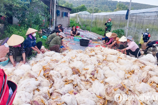 Hơn 10.000 con gà chết ngạt vì chập điện, nông dân Nghệ An thiệt hại gần 1 tỷ đồng