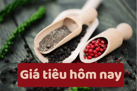 Giá tiêu hôm nay 8/6/2025: Đồng loạt giảm mạnh
