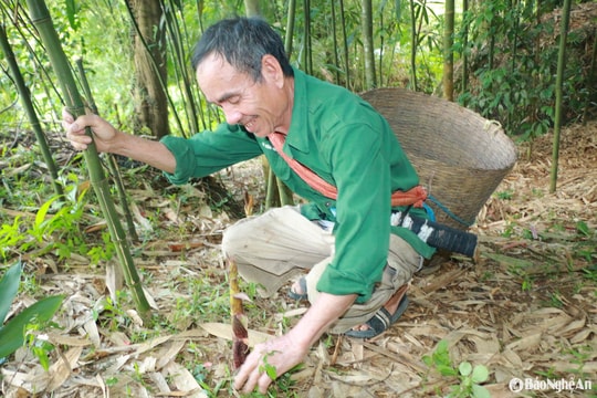 Nông dân miền núi Nghệ An thuần hoá ‘lộc rừng’ thành cây hàng hóa