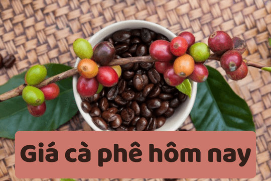 Giá cà phê hôm nay 9/6/2025: Giảm mạnh 3,500 đồng/kg so với tuần trước