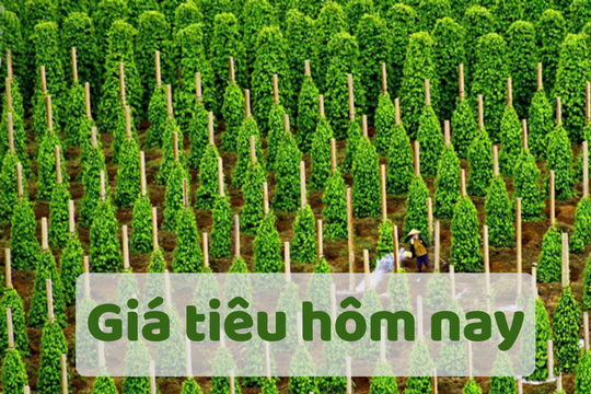 Giá tiêu hôm nay 9/6/2025: Giảm mạnh so với đầu tuần trước