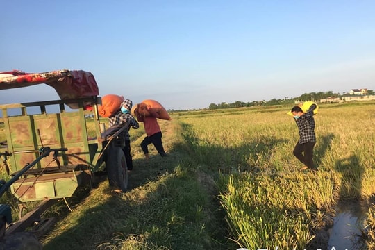 Giá giảm mạnh, nông dân Nghệ An trữ lúa chờ tăng