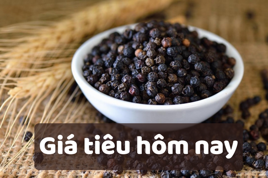 Giá tiêu hôm nay 10/6/2025: Giữ giá mức cao