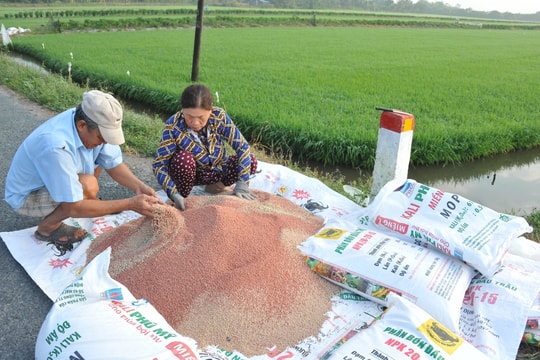 Giá phân bón hôm nay 10/6: NPK 16-16-8+TE giữ giá ổn định