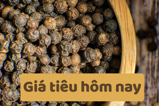 Giá tiêu hôm nay 11/6/2025: Giảm nhẹ rải rác