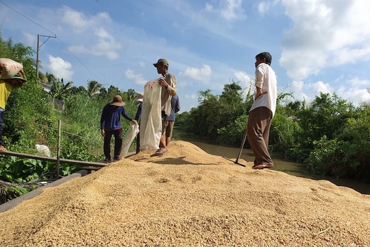 Giá lúa gạo hôm nay 11/6: Gạo nguyên liệu giảm nhẹ