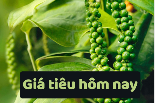 Giá tiêu hôm nay 12/6/2025: Giảm mạnh mất ngưỡng giá cao