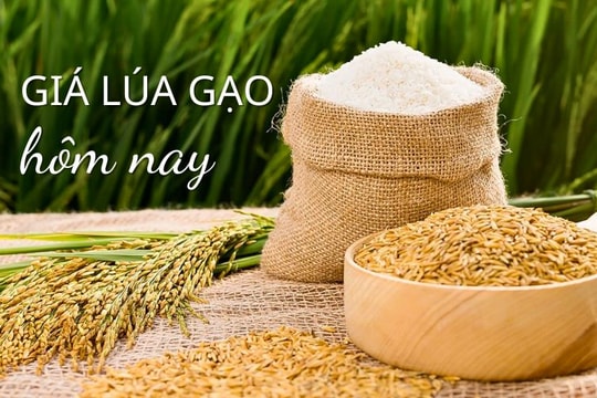 Giá lúa gạo hôm nay 12/6/2025: Gạo xuất khẩu giảm nhẹ, nội địa ổn định