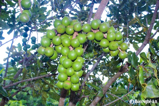 ‘Hạt sinh kế’ bén đất miền biên viễn Nghệ An