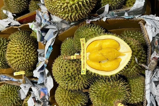 Giá sầu riêng hôm nay 16/6: Sầu riêng Thái giữ giá cao