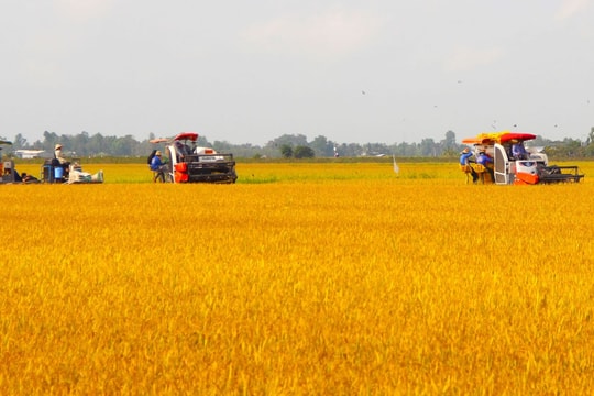 Giá lúa gạo hôm nay 16/6: Gạo giữ giá, lúa tươi tăng nhẹ