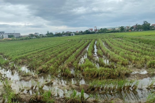 Cảnh báo ổ sâu bệnh từ những cánh đồng lúa chét ở Nghệ An