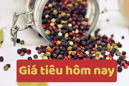 Giá tiêu hôm nay 16/6/2025: Giảm mạnh so với tuần trước