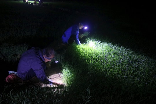 Nông dân Thanh Chương nhổ mạ, cấy đêm tránh nắng