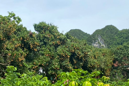 Được mùa vải thiều, nông dân Nghệ An vẫn kém vui vì mất giá