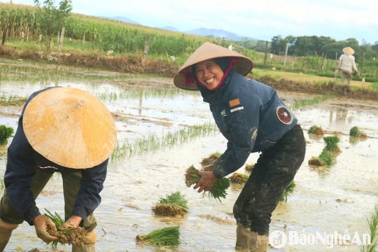 Thợ cấy Nghệ An 'đắt khách' ngày nắng nóng