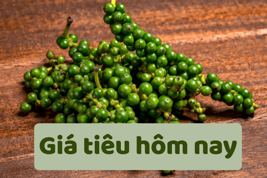 Giá tiêu hôm nay 18/6/2025: Giảm xuống thấp nhất trong 1 năm