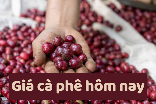 Giá cà phê hôm nay 19/6/2025: Tiếp tục giảm nhẹ