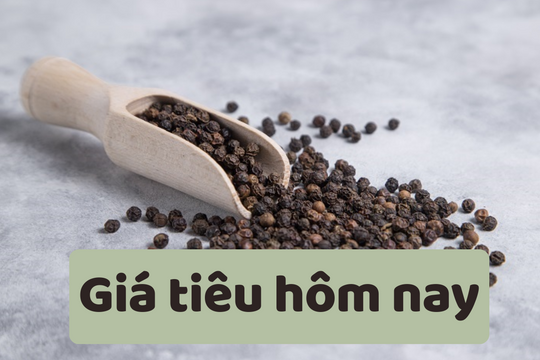 Giá tiêu hôm nay 19/6/2025: Liên tiếp giảm giá