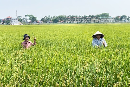 Giá lúa gạo hôm nay 19/6: Gạo xuất khẩu tăng nhẹ