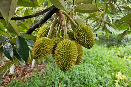 Giá sầu riêng hôm nay 20/6/2025: Đông Nam Bộ tăng nhẹ, thị trường khởi sắc